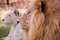 Free Lion Portrait Stock Photos - 1723143