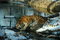 Free Siberian Tiger Stock Photography - 1729092