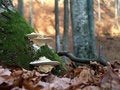 Free Undergrowth Royalty Free Stock Photography - 1732927