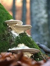 Free Mushrooms And Moss Royalty Free Stock Photo - 1733065