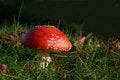 Free Fly Agaric Royalty Free Stock Image - 1733996