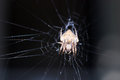 Free Porch Spider Face Stock Photo - 1734340
