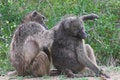 Free Baboons Groming Royalty Free Stock Photography - 1736737
