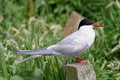 Free Arctic Tern (sterna Paradisea) Royalty Free Stock Photos - 1739928