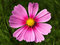 Free Pink Flower Stock Photos - 1730833