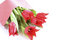Free Red Tulips Stock Photography - 1737152