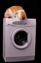 Free Curious Pet Royalty Free Stock Photo - 17333795