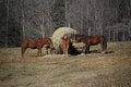 Free Feed The Horses Royalty Free Stock Photos - 1740668