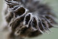 Free Brown Stock Photos - 1741213