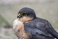 Free Hawk, Just After Her Dinner (blurred Background) Royalty Free Stock Images - 1742599