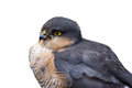 Free Hawk, Just After Her Dinner (white Background) Stock Photography - 1742602