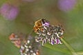 Free Bee On A Lavender Flower Stock Photo - 1747510