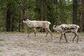 Free Reindeers Royalty Free Stock Photography - 1749197