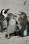 Free Penguins Stock Photo - 1743970