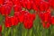 Free Spring Tulips Impregnated By The Sun Royalty Free Stock Images - 1745659