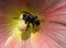 Free Bee At Work Stock Photos - 1745953