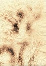 Free Old Burned Paper Stock Image - 1750611