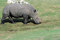 Free A Day At The Zoo Stock Photography - 1750162