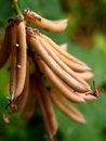 Free Plant Stock Photography - 1764822