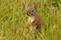 Free Squirrel Stock Photo - 1768940