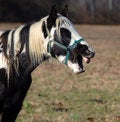 Free Horse Shows Teeth Stock Photo - 1769730
