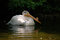 Free Swimming Pelican 2 Stock Images - 1768634