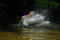 Free Landing Of Pelican 4 Royalty Free Stock Photos - 1768668