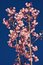 Free Thai Sakura Stock Image - 17645091