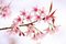 Free Thai Sakura Stock Images - 17645094