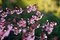 Free Thai Sakura Stock Photo - 17645100
