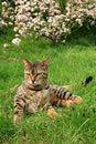 Free Bengali Special Breed Cat Stock Images - 1776574