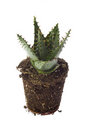 Free Growing Cactus In Soil Stock Photo - 1776870