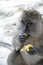 Free Portrait Of A Monkey Stock Image - 1776941
