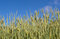 Free Wheat Field Under Blue Sky Royalty Free Stock Image - 17752646
