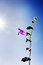 Free Violet Horn Flower Against Sunshine Royalty Free Stock Image - 17752656