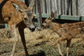 Free Deer And Her Baby Stock Image - 1784551
