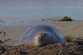 Free Elephant Seal Royalty Free Stock Image - 1785316