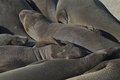 Free Seals Stock Photography - 1785392