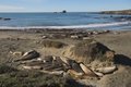 Free Elephant Seal Rookery Royalty Free Stock Photography - 1785407