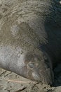 Free Elephant Seal Royalty Free Stock Photography - 1785497