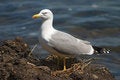 Free Seagull Bird In The Nest Royalty Free Stock Photo - 1788255