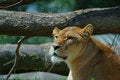 Free Lion Stock Image - 1788941