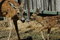 Free Deer And Her Baby Stock Image - 1784551