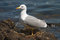 Free Seagull Bird In The Nest Royalty Free Stock Photo - 1788255