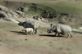 Free Rhino Family Royalty Free Stock Image - 1792206