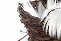 Free Nest With Feathers Royalty Free Stock Photo - 1792365