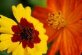 Free Zinnia Zowie Hybrid Royalty Free Stock Image - 1799746