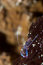 Free Shrimp On Black Coral Royalty Free Stock Photo - 1790085