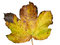 Free Golden Leaf Stock Images - 1792964