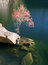 Free Red Tree Stock Photography - 1797842